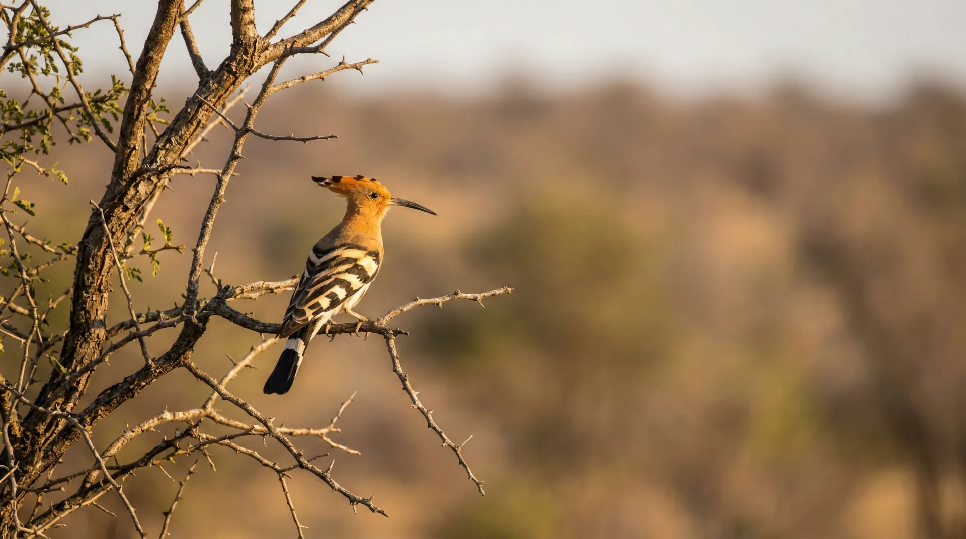 Wings of the Marico: Birds and Butterflies