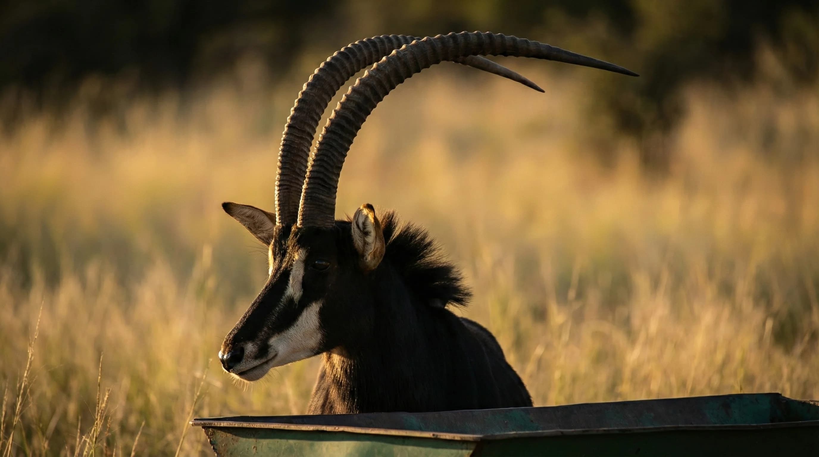 Sable Antelope wildlife sighting at Rocking Giraffe Bush Lodge