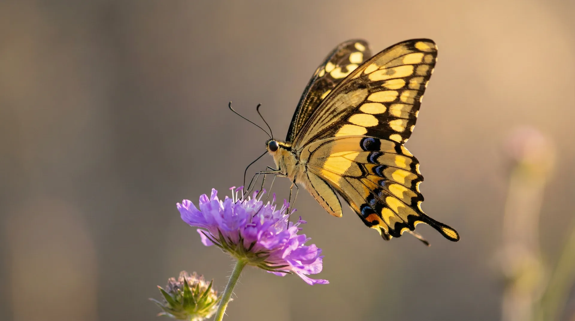 A vibrant butterfly in the Groot Marico bushveld
